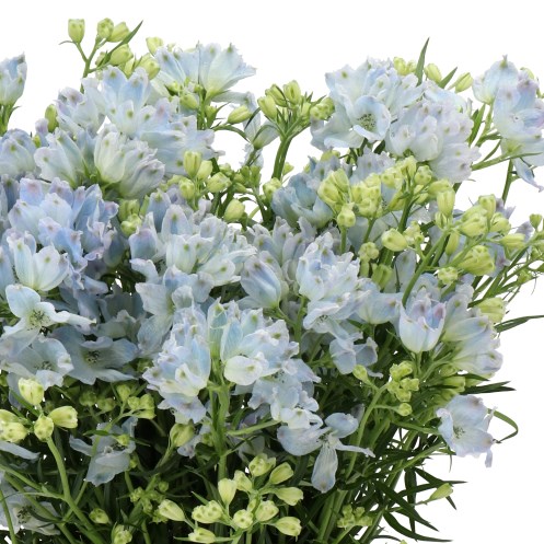 DELPHINIUM MORPHO PLATINUM BLUE