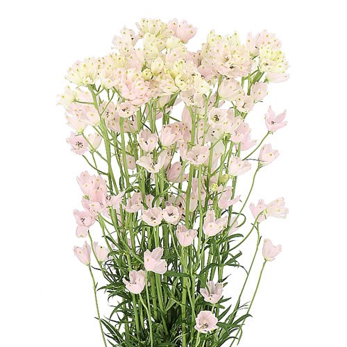 DELPHINIUM MORPHO SUGAR PINK