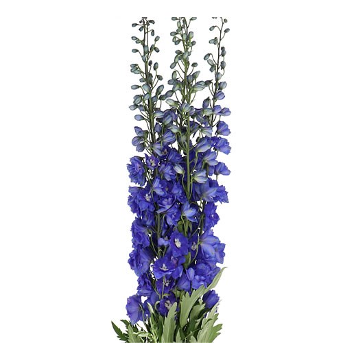 DELPHINIUM NAVY BLUE