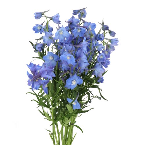 DELPHINIUM NEDS DIEVER (MINI)