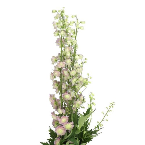 DELPHINIUM PREMIUM NEON SENSATION