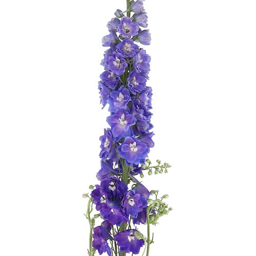DELPHINIUM PURPLE ARROW
