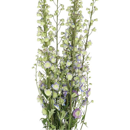 DELPHINIUM PURPLE SURPRISE
