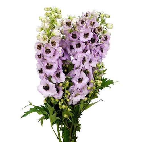DELPHINIUM SKY SENSATION