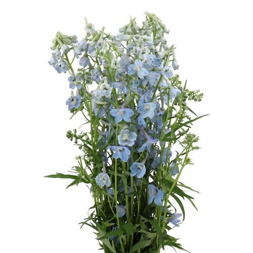DELPHINIUM SKY WALTZ