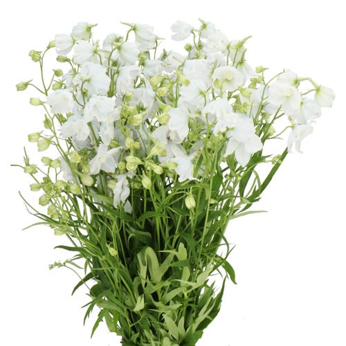 DELPHINIUM SNEEUWWITJE