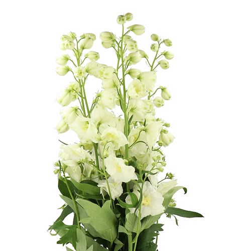 DELPHINIUM SUNGLEAM