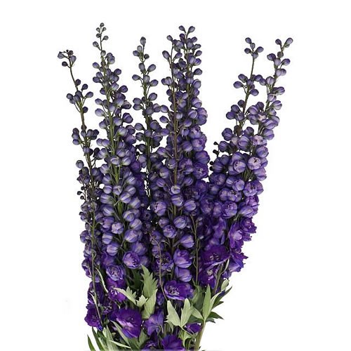 DELPHINIUM TEXAS