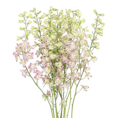 DELPHINIUM TRICK LIGHT PINK