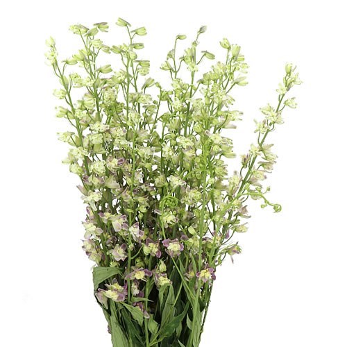 DELPHINIUM TRICK PINK