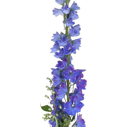 DELPHINIUM TRITON DARK BLUE