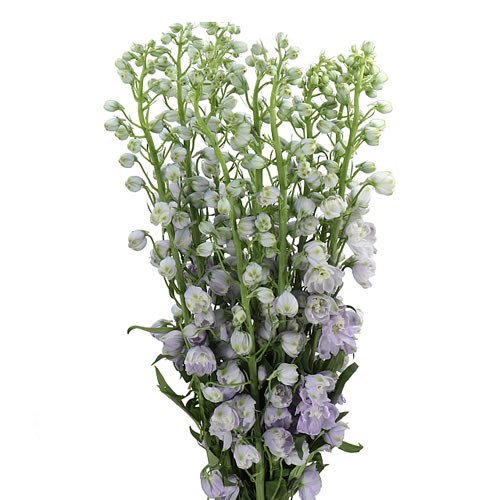 DELPHINIUM TRITON LAVENDER