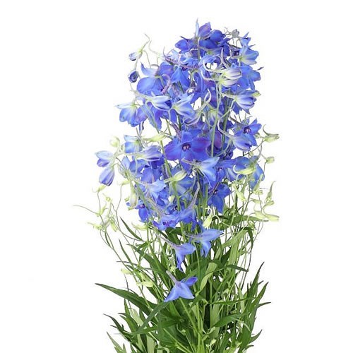 DELPHINIUM VOLKERFRIEDEN