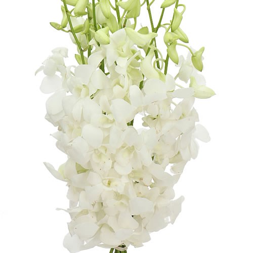 DENDROBIUM MADAME POMPADOUR