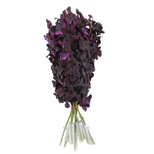 DENDROBIUM ORCHID BLACK BEAUTY