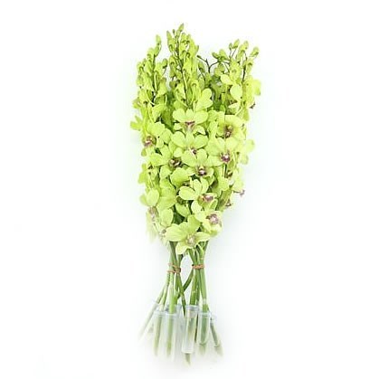 DENDROBIUM ORCHID GREEN