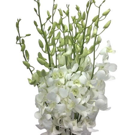 DENDROBIUM ORCHIDS WHITE