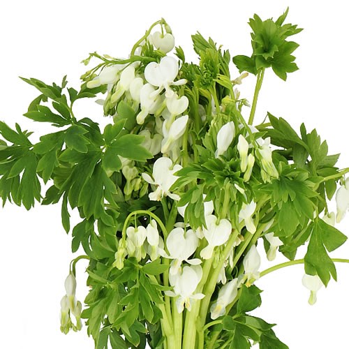 DICENTRA SPECTABILIS ALBA