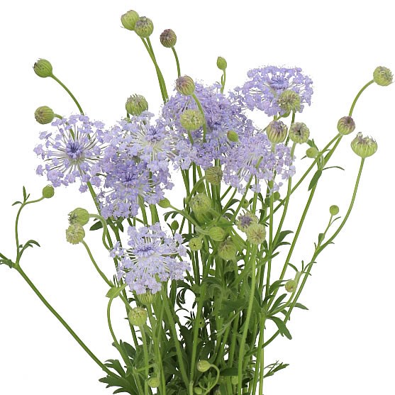 DIDISCUS LAVENDER
