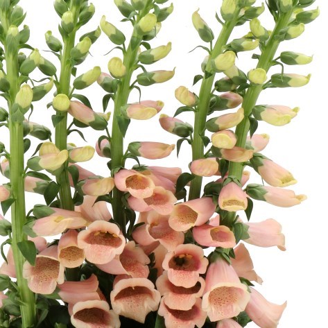 DIGITALIS PEACH