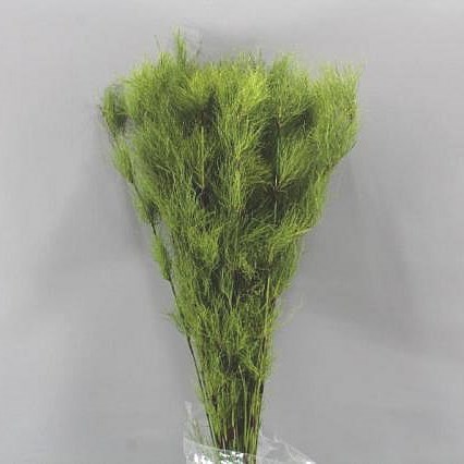 DINGO FERN