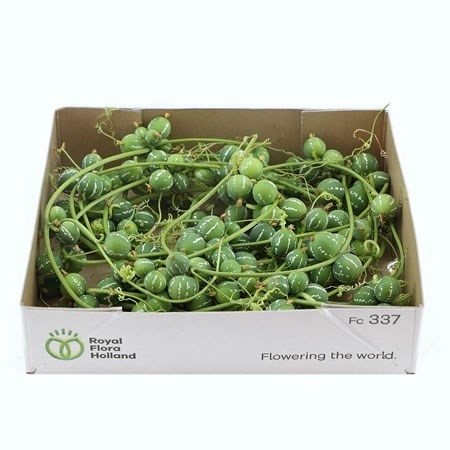 DIPLOCYCLOS VINE (7M)
