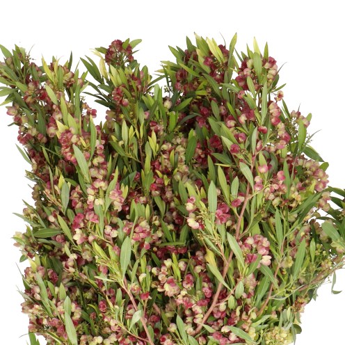 DODONAEA VISCOSA GREEN