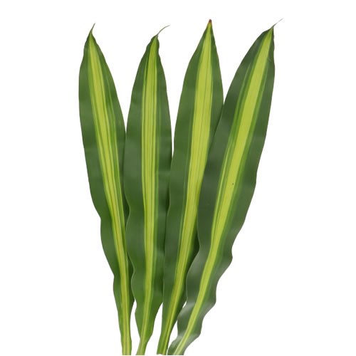 DRACAENA MASSANGEANA