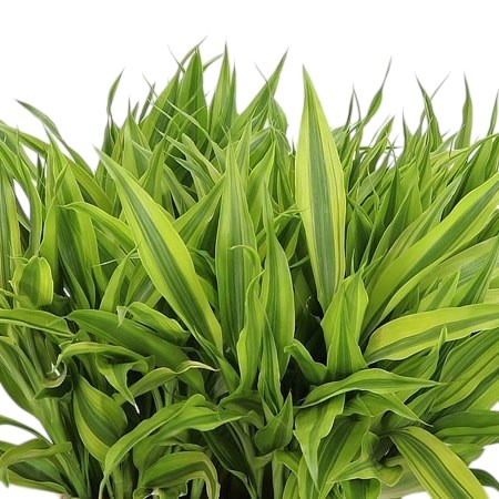 DRACAENA SANDERIANA GOLD