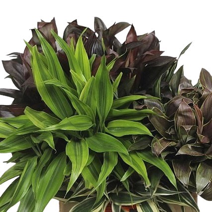 DRACAENA SANDERIANA MIX