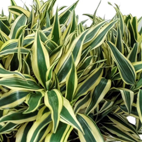 DRACAENA SANDERIANA WHITE
