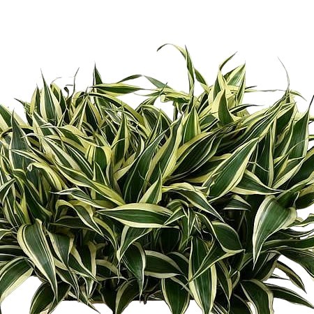 DRACAENA SANDERIANA WHITE 50cm | Wholesale Dutch Flowers & Florist Supplies  UK