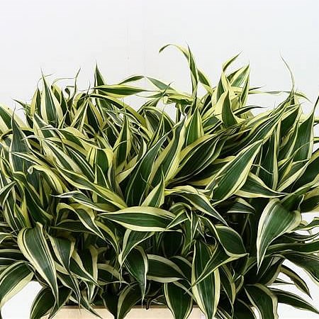 DRACAENA SANDERIANA WHITE