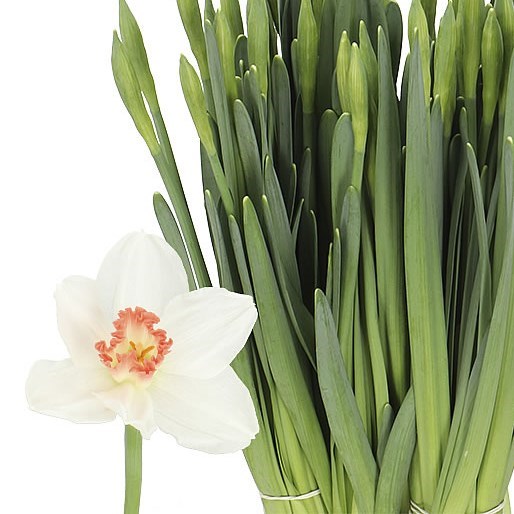Daffodil - Pink Perfection
