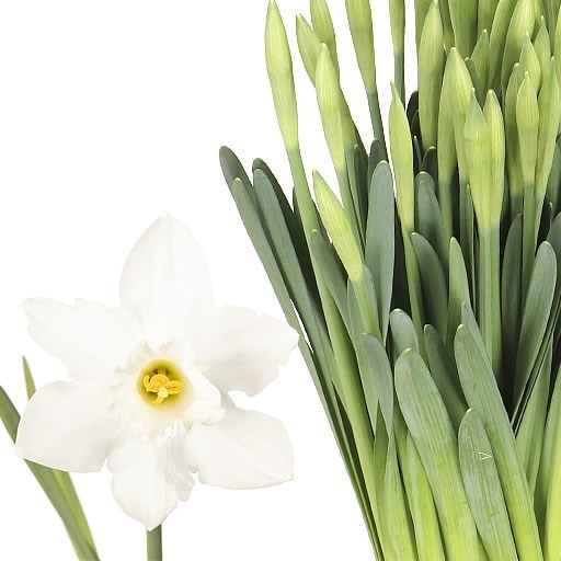 Daffodil - Snow Heaven