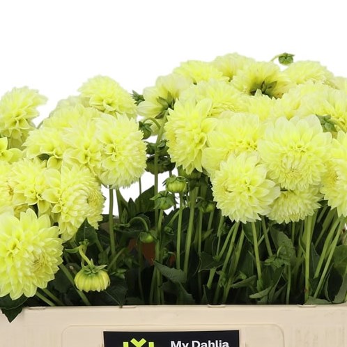 Dahlia Banana baby