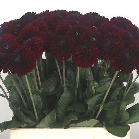 Dahlia Black Fox