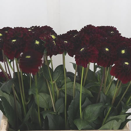 Dahlia Black Fox