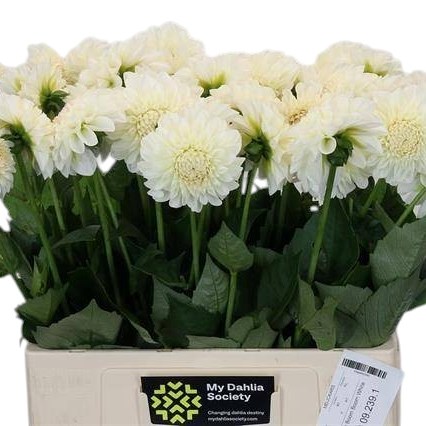 Dahlia Boom Boom White