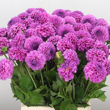 Dahlia Boy Scout