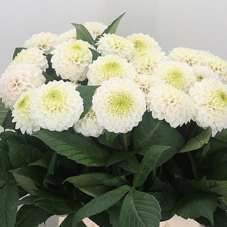 Dahlia Caro