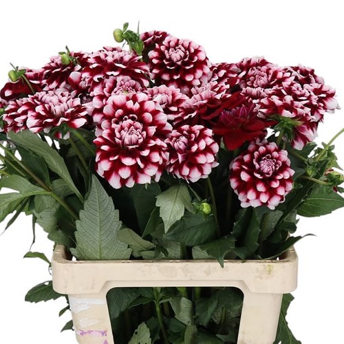 Dahlia Checkers