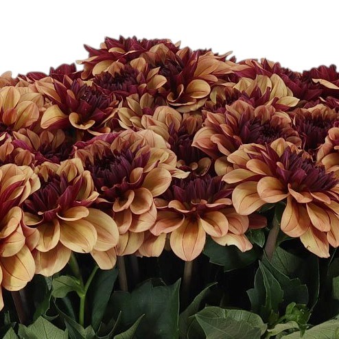 Dahlia Creme de Cognac