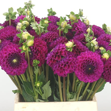 Dahlia Cryfield Harmony