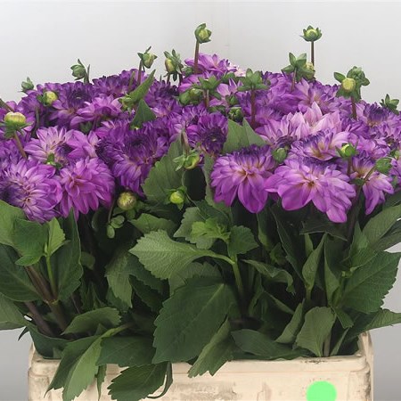 Dahlia Darel