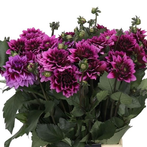 Dahlia Davina Michelle