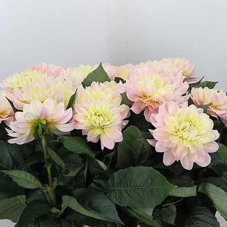 Dahlia Diana's Memory