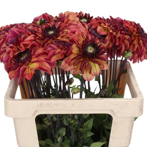 Dahlia Ding a Dong