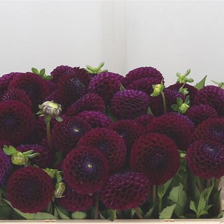 Dahlia Downham Royal