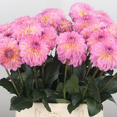 Dahlia Eslien